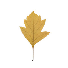 yellow autumn leaf