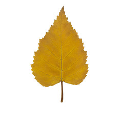 yellow autumn birch leaf