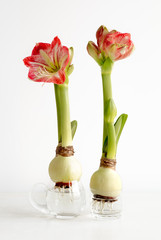 Amaryllis growing in water.