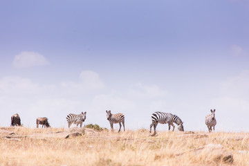 Fototapeta na wymiar landscape with zebras Masai mara kenya, africa