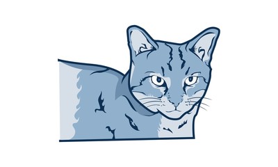 The Cat Illustration Designs