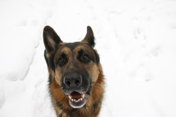 German shepherd dog on snow in winter day
