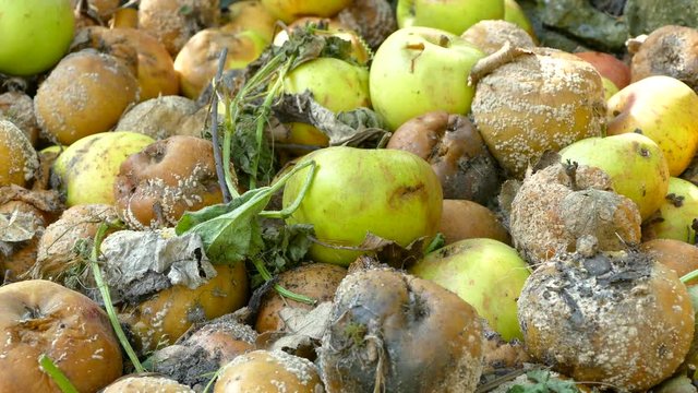 Panning around a pile of rotting apples after falling from a tree in an orchard