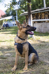 German Shepherd. war-dog