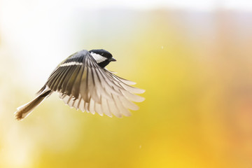 beautiful bird chickadee flutters on a Sunny day