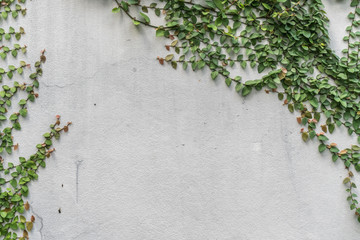 White concrete wall with plants