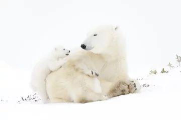 Fototapete Eisbär Eisbärenmutter (Ursus Maritimus) spielt mit zwei neugeborenen Jungen, Wapusk National Park, Manitoba, Kanada