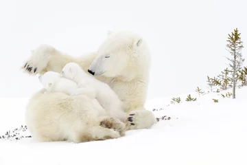 Photo sur Plexiglas Ours polaire Polar bear mother (Ursus maritimus) playing with two new born cubs, Wapusk National Park, Manitoba, Canada