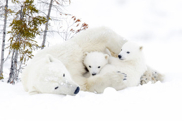 Obraz na płótnie Canvas Polar bear mother (Ursus maritimus) with two cubs, Wapusk National Park, Manitoba, Canada