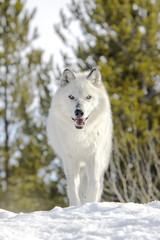 Obraz premium Gray timber wolf (Canis lupus), walking in snow.