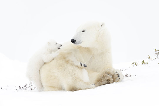 Polar bear mother (Ursus maritimus) playing with two new born cubs, Wapusk National Park, Manitoba, Canada