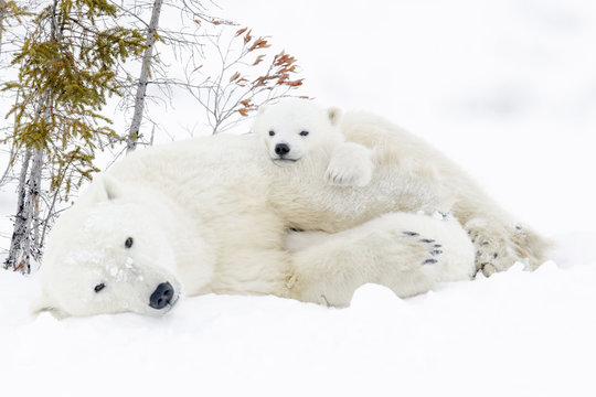 Polar bear mother (Ursus maritimus) with two cubs, Wapusk National Park, Manitoba, Canada