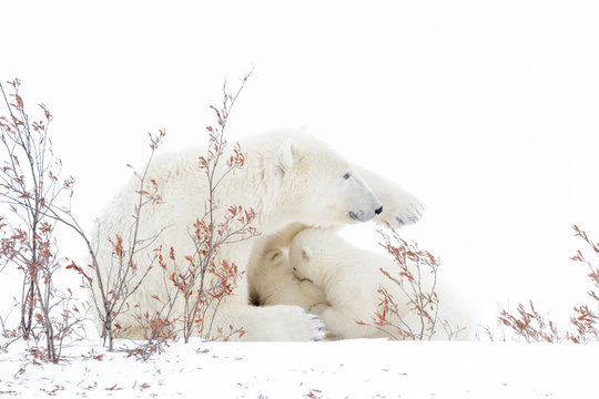Polar bear mother (Ursus maritimus) nursing and feeding two cubs, Wapusk National Park, Manitoba, Canada