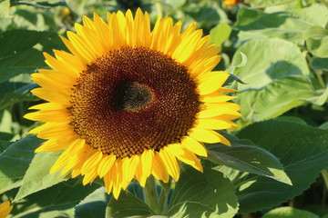 Obraz premium Dekorative Sonnenblume