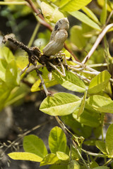 peanuts in the open field