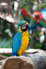 Macaw Parrot Blue and Yellow  color on the wooden