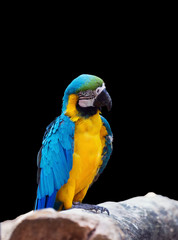 Macaw blue and yellow  or Ara ararauna isolated on white backgro