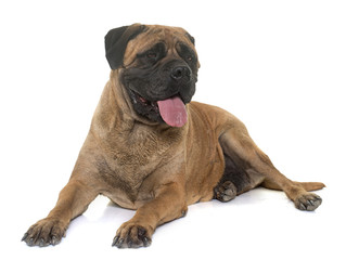 bull mastiff in studio