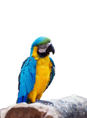 Macaw blue and yellow  or Ara ararauna isolated on white backgro