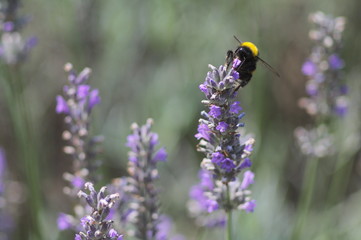 Bumblebee in lavender field