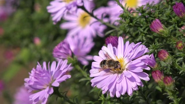 honey bee on aster in autumn