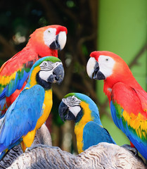 Family of macaw  parrot.