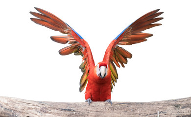 Macaw  parrot or Ara ararauna.