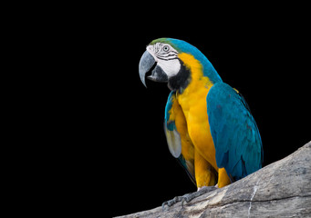 Close up of blue and yellow Macaw  parrot or Ara ararauna is nat