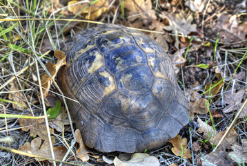 Turtle on the ground in forest