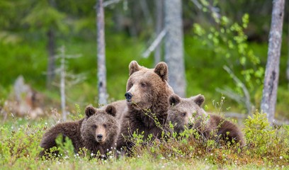 Plakat She-Bear and Cubs of Brown bear (Ursus Arctos Arctos) in the summer forest. Natural green Background