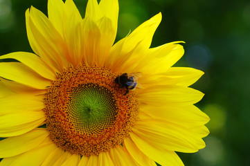 Close up of sunflower