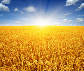 Naklejka premium wheat field and sun