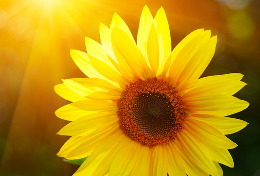 Close up of sunflower