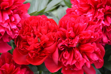 Big red peony flowers 