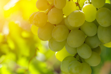  grapes on the vine