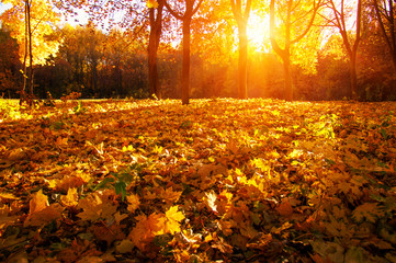 Naklejka na ściany i meble autumn trees with the sun rays