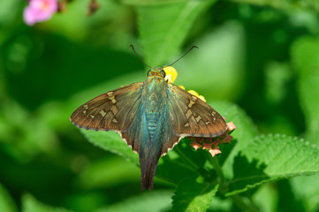 Long Tailed Skipper (Urbanus proteus)