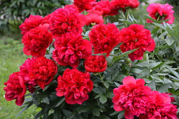 Many big red peony flowers 