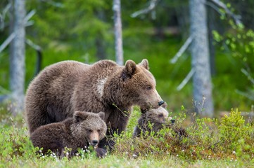 She-Bear and Cubs of Brown bear (Ursus Arctos Arctos) in the summer forest. Natural green Background