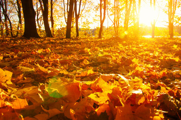 fallen leaves in autumn