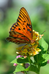 Gulf fritillary, Agraulis vanillae (Linnaeus)