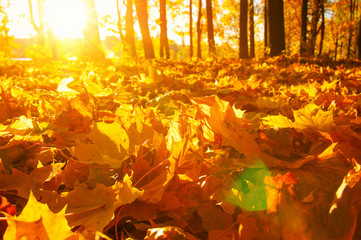 fallen leaves in autumn