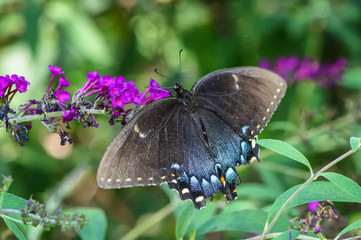 Obraz premium Female Eastern Tiger Swallowtail (Papilio glaucus)