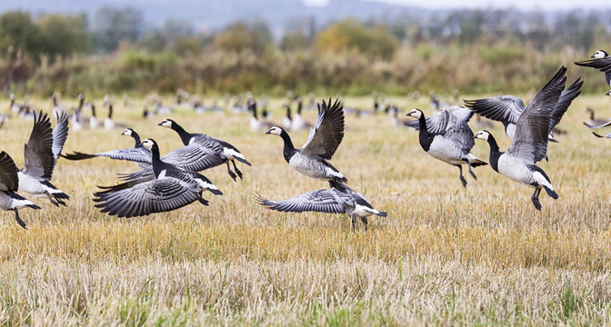 Flock of Canada Geese Flying