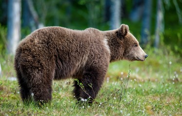 Obraz premium Wild Brown bear (Ursus Arctos Arctos) in the summer forest. Natural green Background