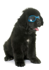 puppy newfoundland dog and glasses