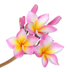 colorful plumeria flower isolated on white background