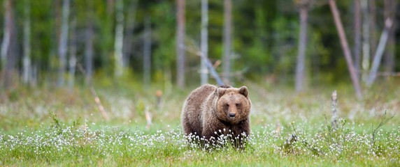Fototapeta premium Wild Brown bear (Ursus Arctos Arctos) in the summer forest. Natural green Background