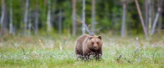 Fotobehang Beer Wild Brown bear (Ursus Arctos Arctos) in the summer forest. Natural green Background  © Uryadnikov Sergey