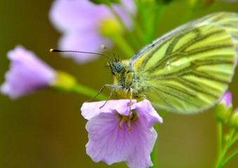 papillon
